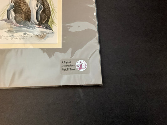 Original Macaroni Penguin Watercolor by U. Hurst | South Georgia Museum Wildlife Art