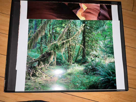 Mossy Forest Landscape Photo – Pacific Northwest Rainforest Wall Art (14” x 20”)