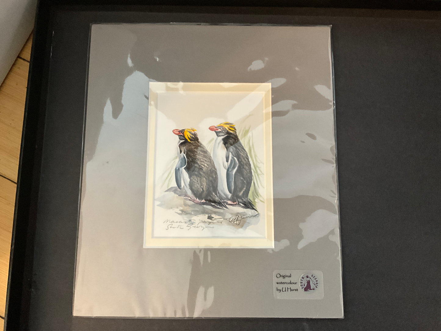 Original Macaroni Penguin Watercolor by U. Hurst | South Georgia Museum Wildlife Art