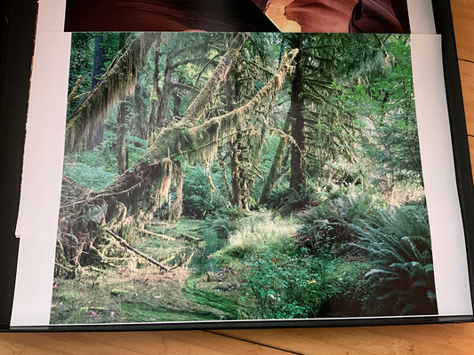 Mossy Forest Landscape Photo – Pacific Northwest Rainforest Wall Art (14” x 20”)